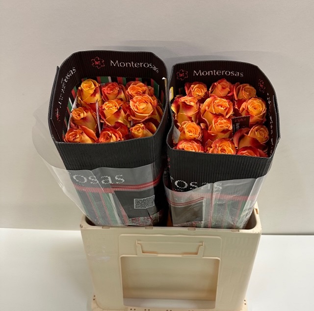 Rosa ec silanthoi MR.jpg